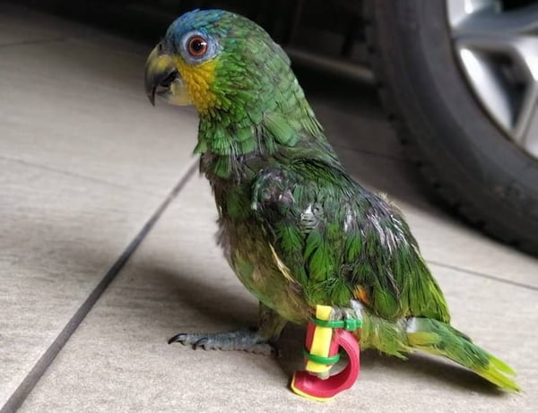 Papagaio com prótese