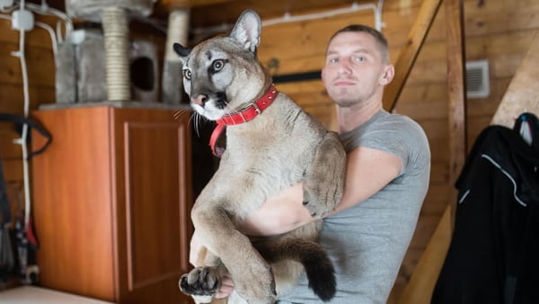 Ex-soldado foge com puma na Polônia após ser obrigado a entregar animal