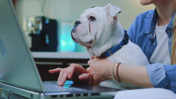 Cachorro em frente a um computador