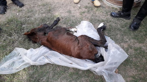 Com risco de morte, filhote de égua é resgatada em terreno baldio