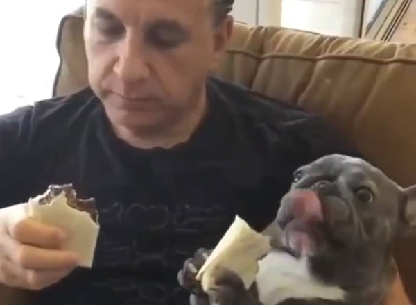 Cachorro comendo burrito