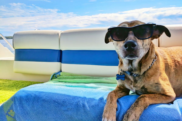 Cachorro de óculos escuros no sol