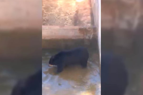 Urso Ney do Zoo de Brasília toma banho no dia mais quente do ano em Brasília
