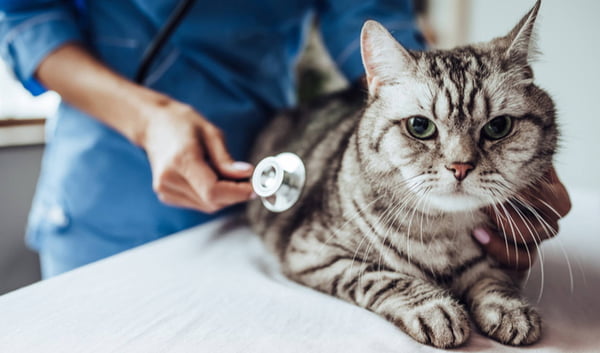 Gato sendo examinado por veterinário