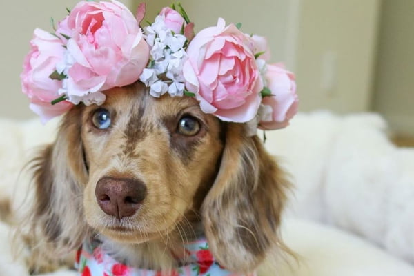 Cachorrinha com flores na cabeça