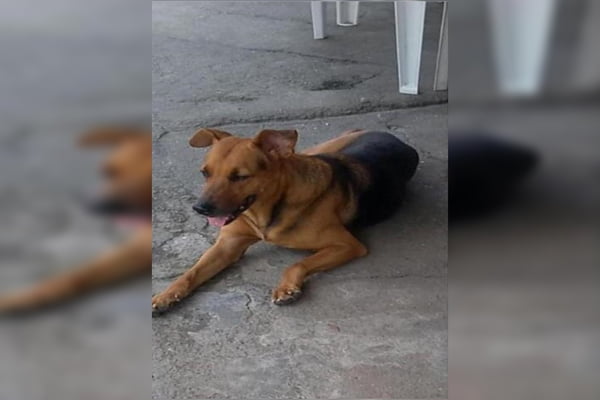 Homem espanca e mata cachorro com tiros na cabeça no Rio