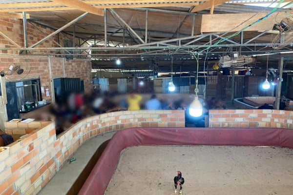 Polícia flagra rinha de galo com mais de 240 animais em Goiás