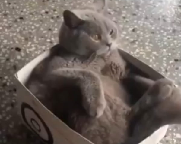 Gato dentro de uma caixa