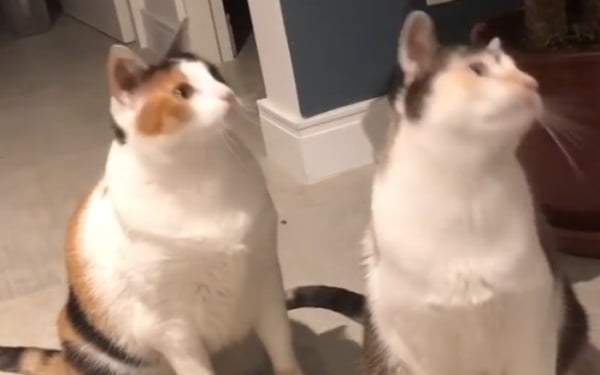 Gatos sendo hipnotizados