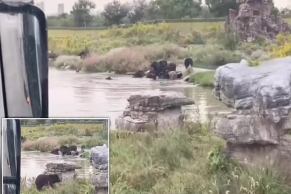 Ursos atacam e matam funcionário de zoológico em frente a grupo de turistas