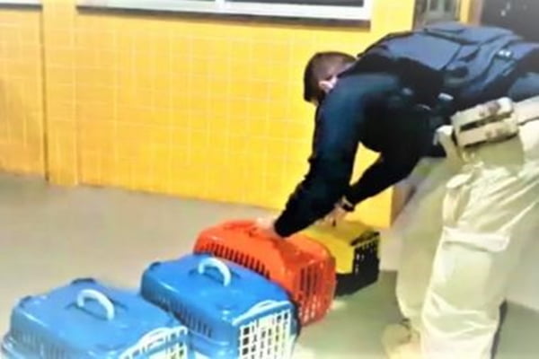 Cães em situação de maus-tratos são resgatados em bagageiro de ônibus na BA