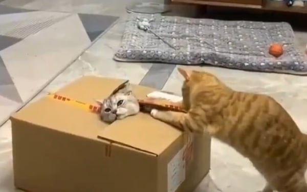 Gato preso em caixa