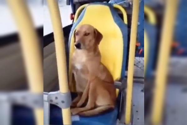 Cachorro é filmado sentado como um passageiro comum em ônibus e viraliza