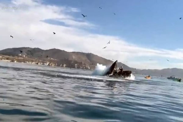 Baleia ataca americanas que estavam em caiaque