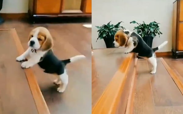 Cachorro tentando subir escada