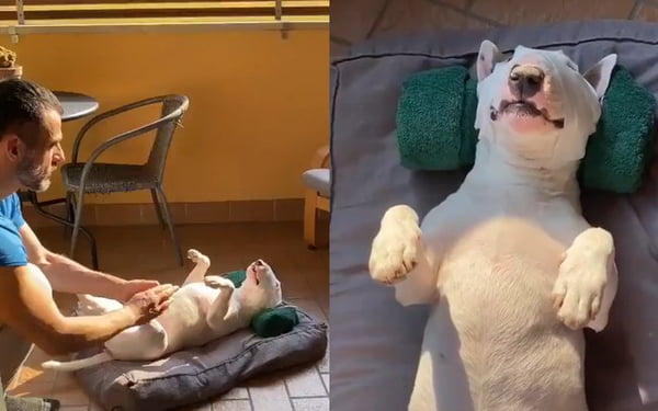 Cachorro recebendo massagem