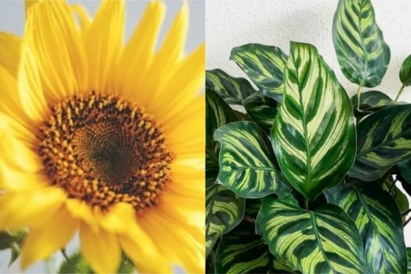 Com as cores da Pantone Maranta e girassol são eleitos planta e flor de 2021 (1)