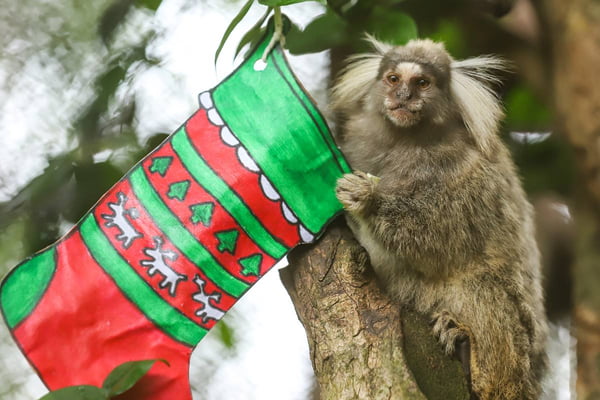 Animais do Zoológico de Brasília ganham presentes de Natal