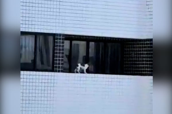 Cachorro anda em varanda do 10º andar de prédio