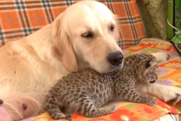 cachorro e filhote de leopardo