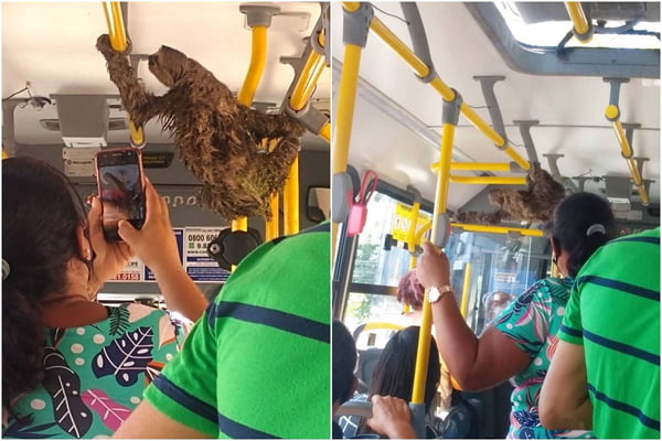 Preguiça em ônibus no Recife