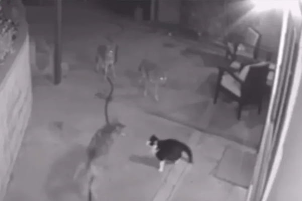 Gato luta contra três coiotes ferozes e se salva de virar refeição; vídeo