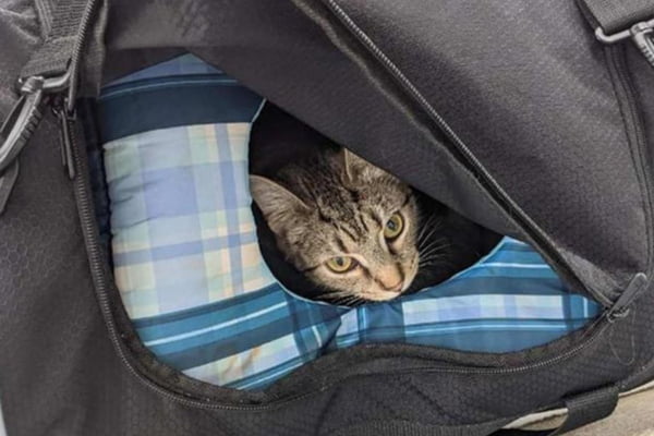 Gato dentro de mala