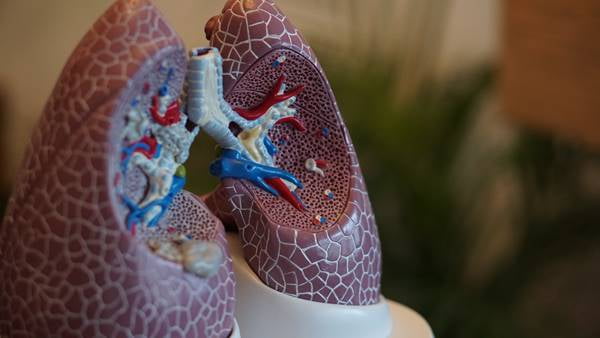 Maquete de um pulmão