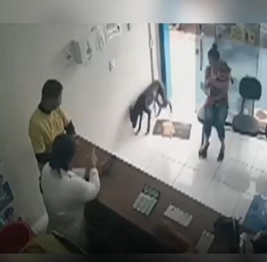 Cachorro entra em clínica veterinária para pedir atendimento – Reprodução/vídeo
