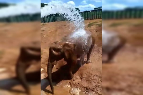 elefante do zoo do df toma banho