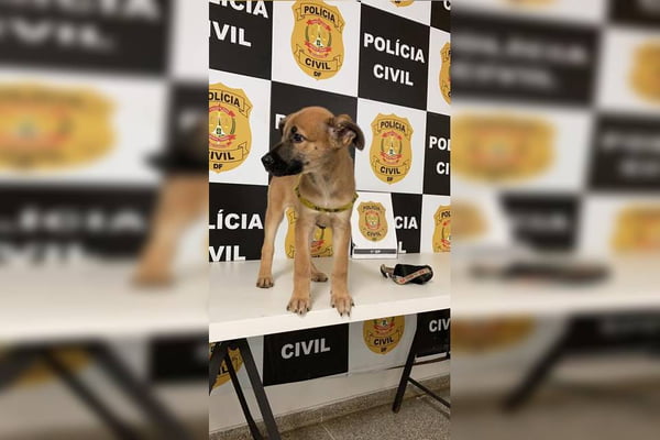 Polícia resgata filho de cachorro mantido em gaiola no DF
