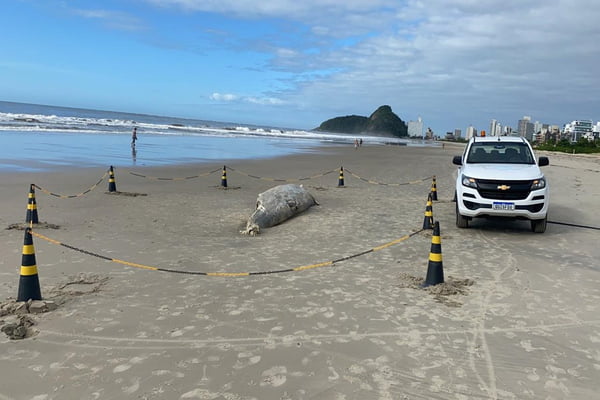 Baleia é encontrada morta em praia do Paraná