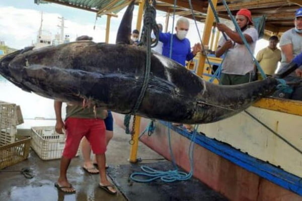 atum gigante é pescado no RN
