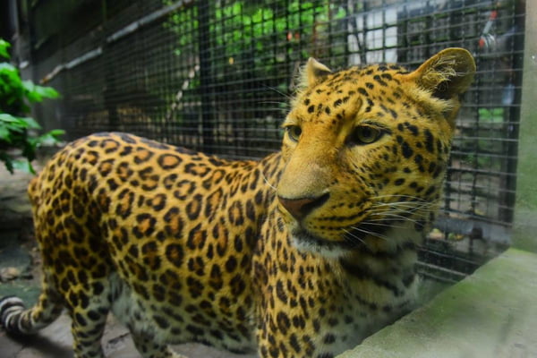 Leopardo desaparecido China