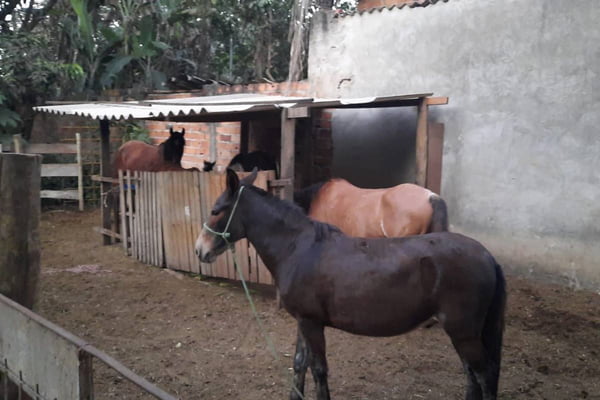 polícia e fiscais da prefeitura descobrem abate clandestino de cavalos que vendia carnes sem inspeção