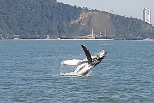 Vídeo balé de baleia jubarte surpreende em Santa Catarina