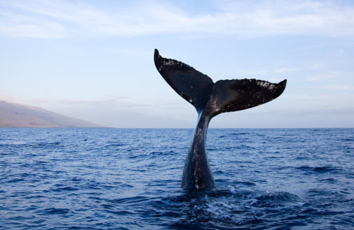 PF Bolsonaro baleia