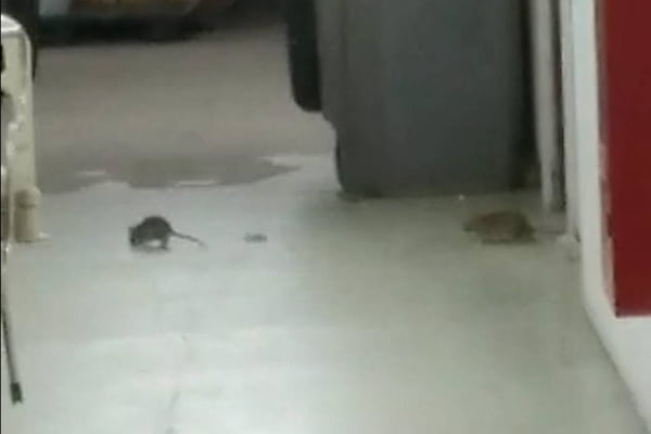 Ratos em hospital do Espírito Santo