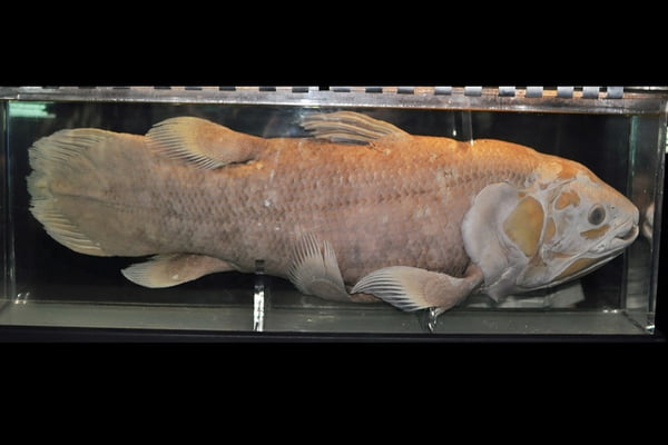 Conheça um peixe que já viveu 100 anos