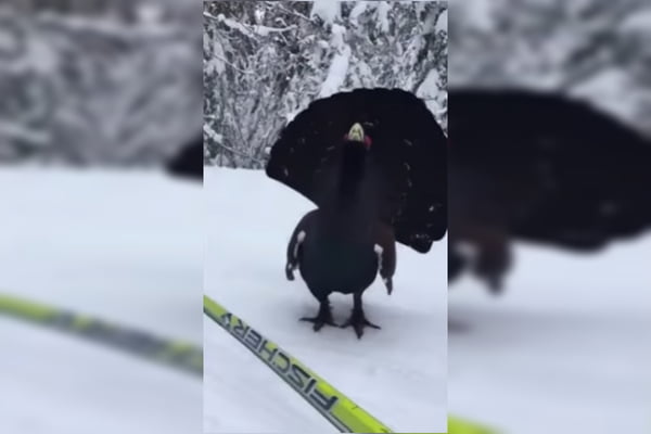 Vídeo homem se depara com ave rara enquanto esquiava na França