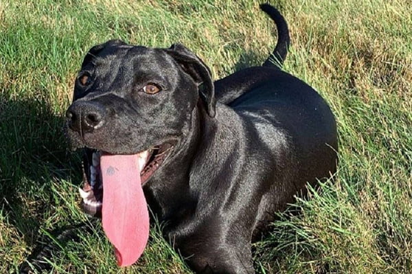 Cachorro preto com língua para fora