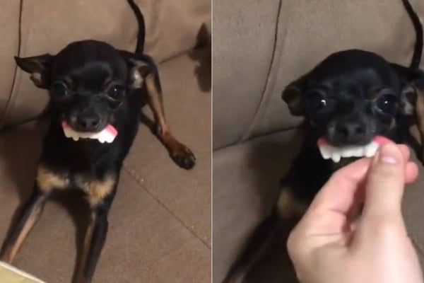 Cachorro com dentadura de balinha na bola