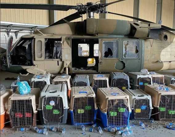 EUA negam ter abandonado cachorros em aeroporto de Cabul