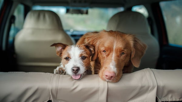 Cachorros no banco de trás de um carro