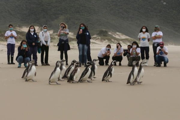 Vídeo pinguins são soltos em praia de Florianópolis