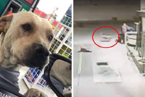 Cachorro adotado salva frentistas de roubo em posto de gasolina