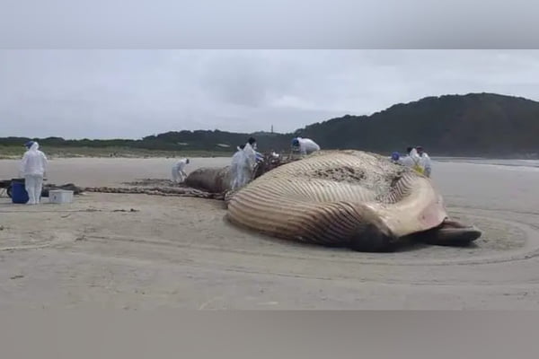 Baleia rara de quase 20 metros é encontrada morta no litoral do Paraná