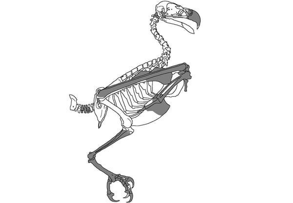 Fóssil de ave de rapina de 25 milhões de anos