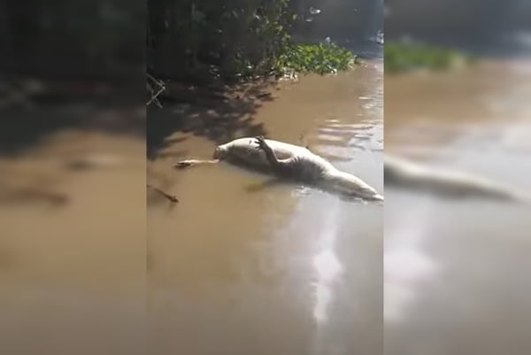 Polícia vai apurar caça ilegal de jacaré no Pantanal para arrancar a cauda