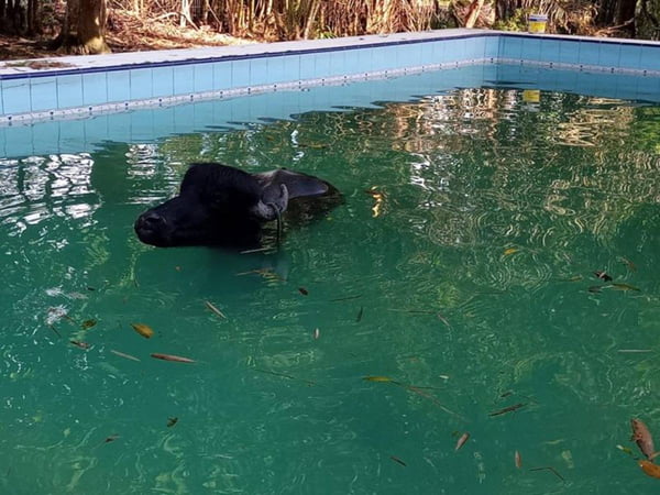 Búfalo de meia tonelada cai em piscina no bairro Tarumã